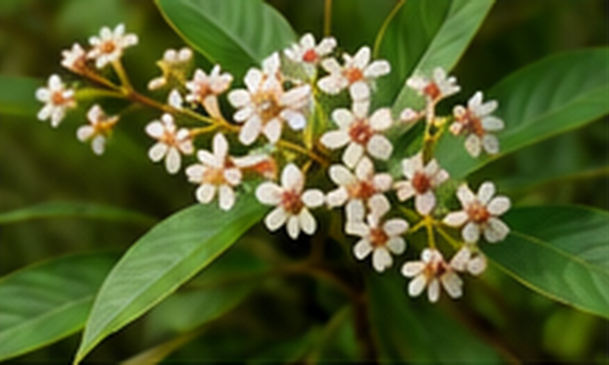 Wild Cherry Leaf botanical