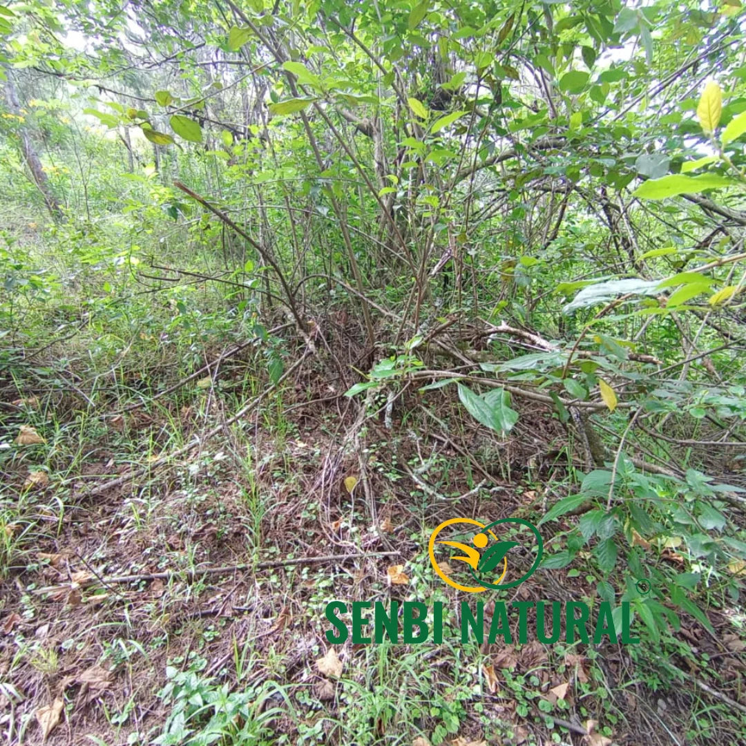 Forested herbs in the Senbi Natural gallery