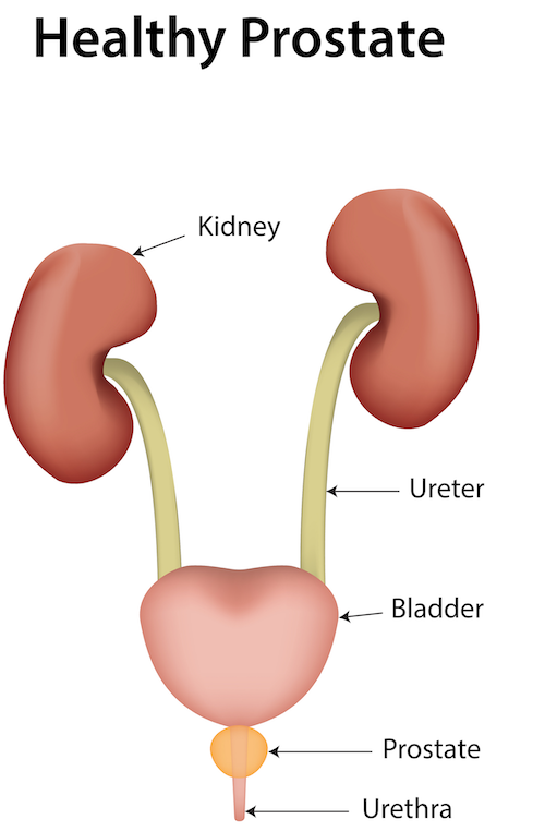 Healthy Prostate Gland