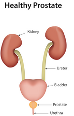 Healthy Prostate Gland