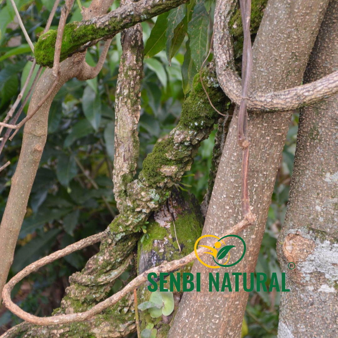 Senbi Natural herb sourcing photo