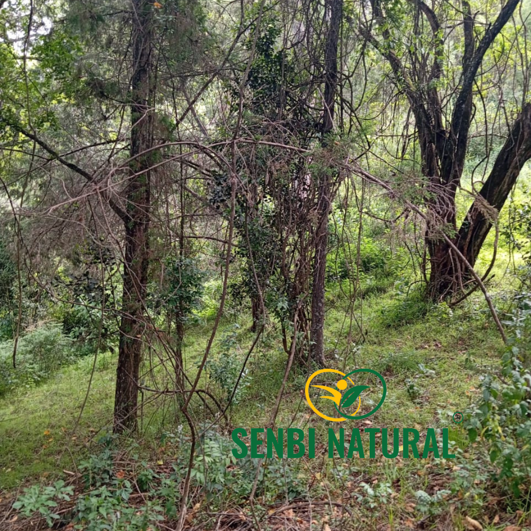 Senbi Natural herb sourcing photo