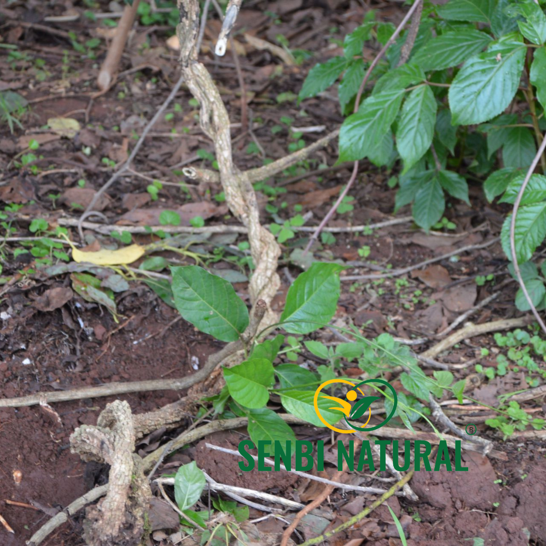 Senbi Natural herb sourcing photo