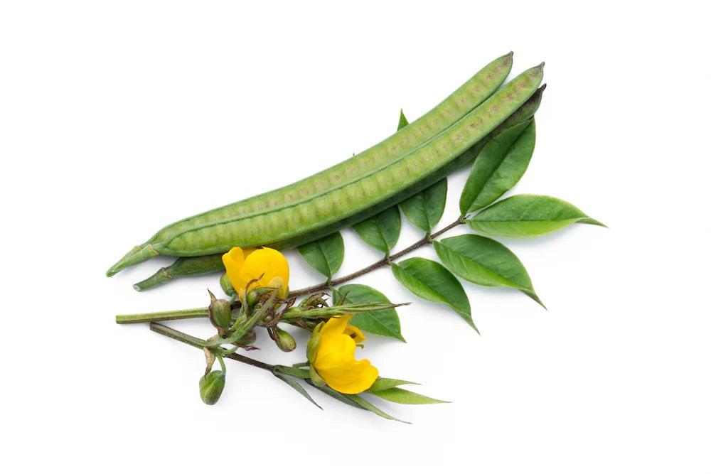 Cassia Occidentalis
