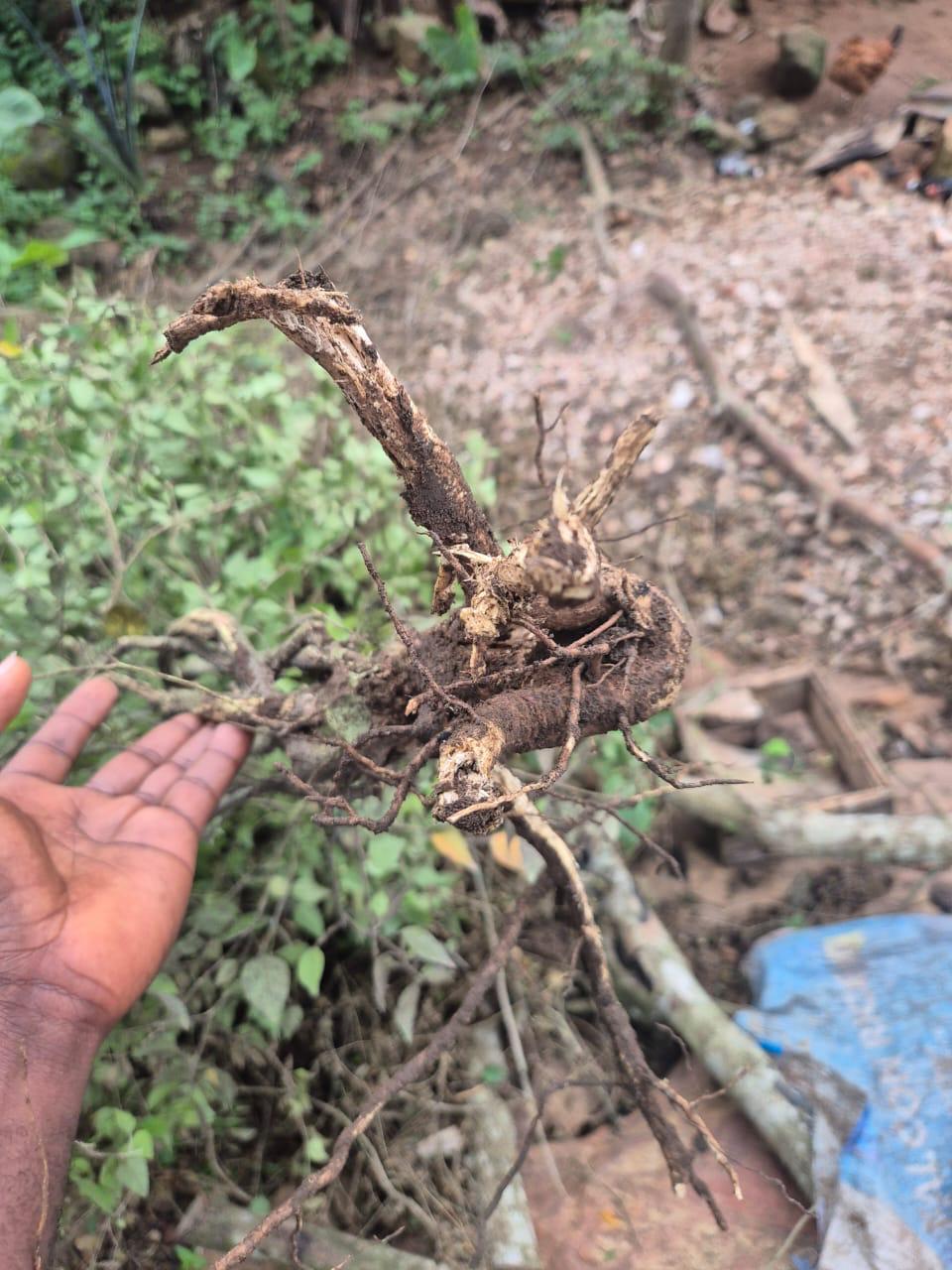 Croton root after harvesting
