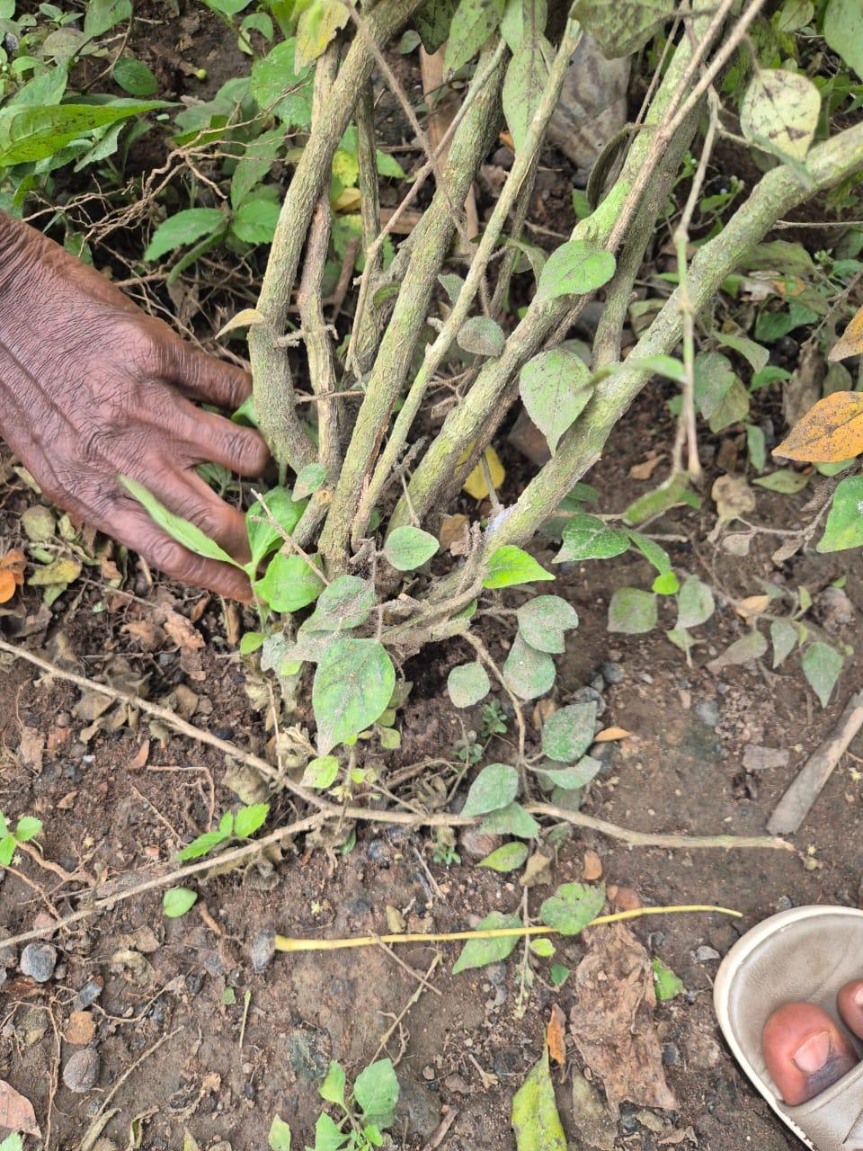 Close view of Croton stems and leaves
