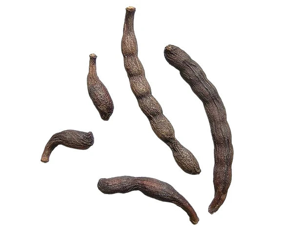 Xylopia