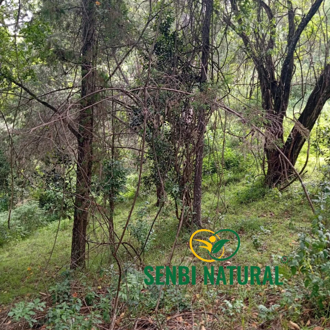 Forest sourcing environment in the Senbi Natural gallery