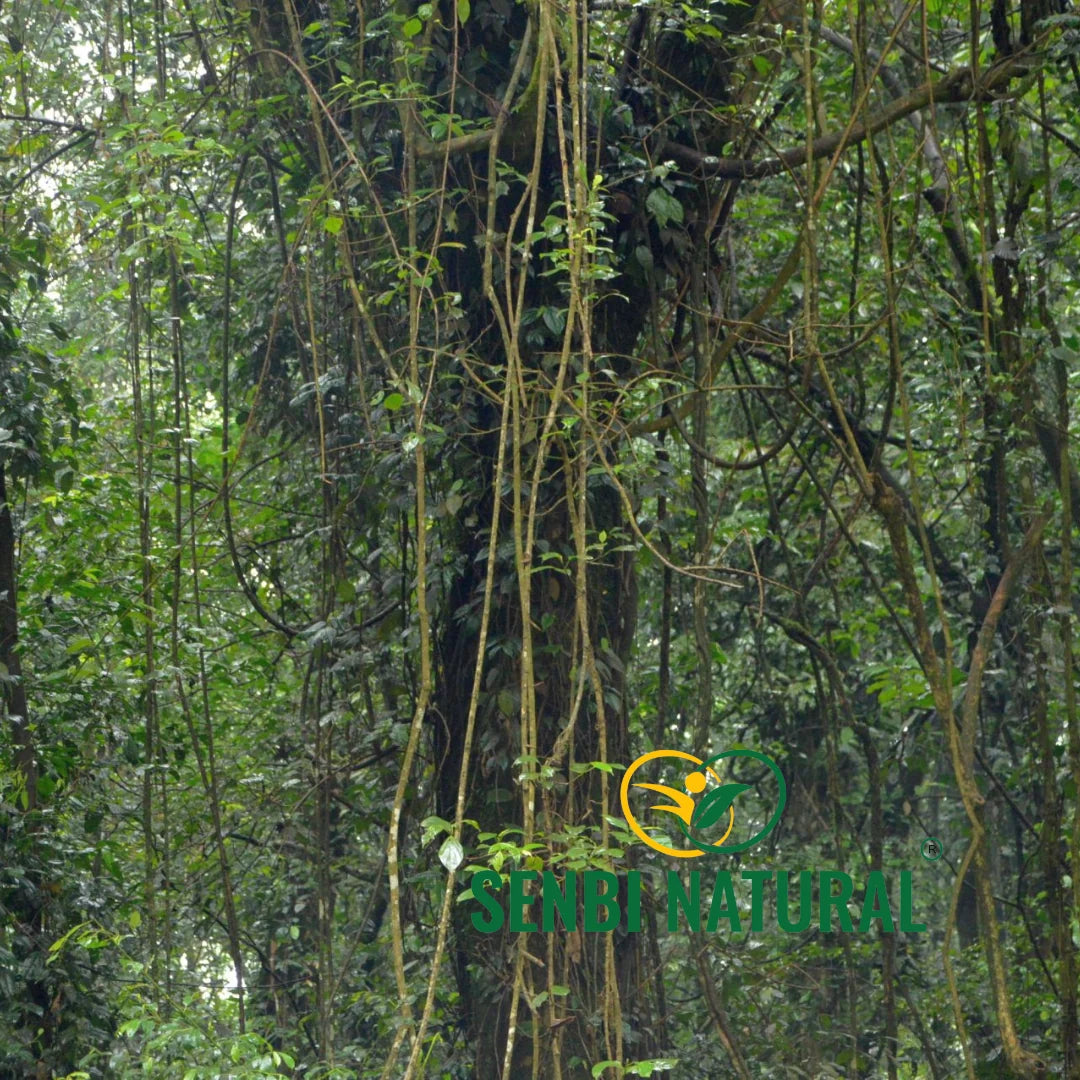 Dense forest vines in the Senbi Natural gallery