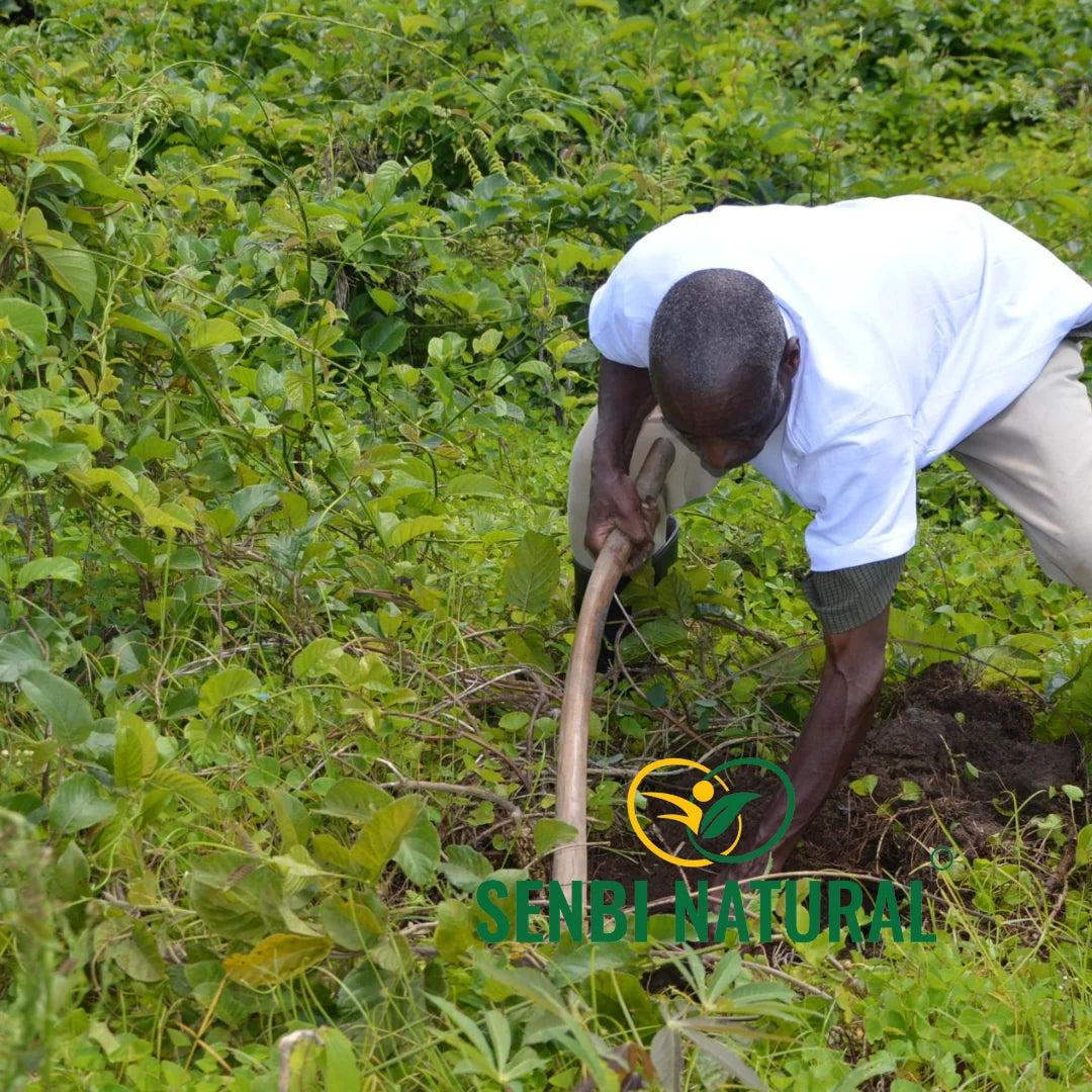 Herb harvesting by hand in the Senbi Natural gallery