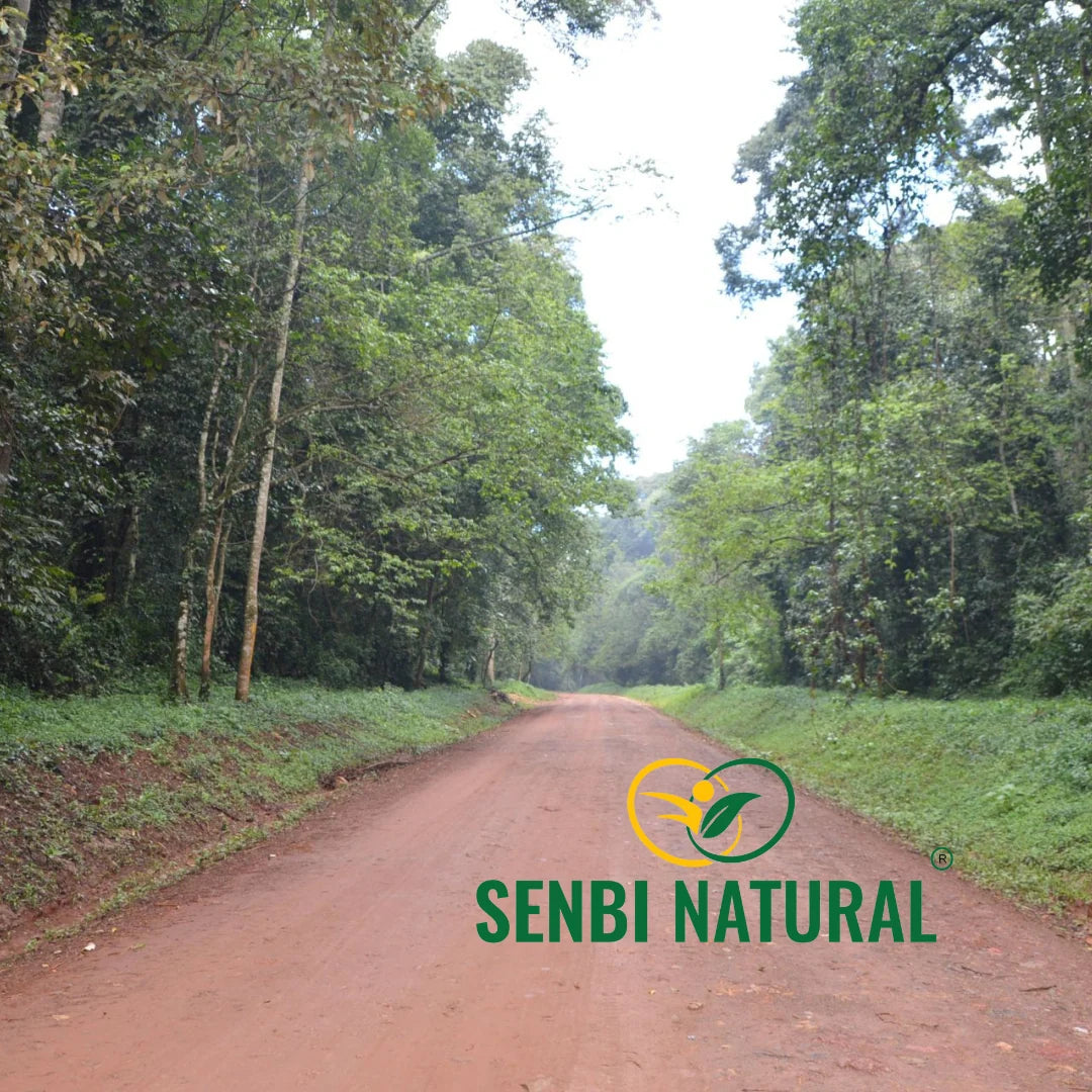 Forest road in the Senbi Natural gallery